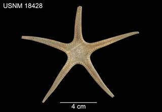 To NMNH Extant Collection (Prionaster elegans USNM 18428 - dorsal)