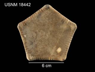 To NMNH Extant Collection (Peltaster hebes USNM 18442 - dorsal)