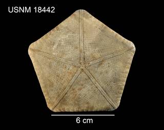 To NMNH Extant Collection (Peltaster hebes USNM 18442 - ventral)