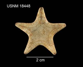 To NMNH Extant Collection (Pseudarchaster granuliferus USNM 18448 - dorsal)