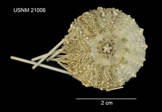 To NMNH Extant Collection (Caenopedina diomedeae USNM 21006 - ventral)
