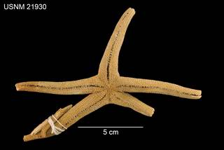 To NMNH Extant Collection (Henricia aspera USNM 21930 - ventral)