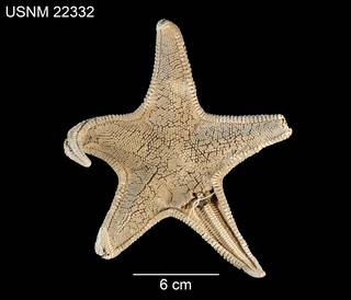 To NMNH Extant Collection (Mimaster swifti USNM 22332 - dorsal)