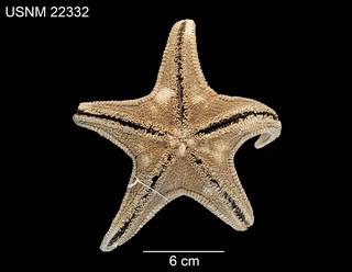 To NMNH Extant Collection (Mimaster swifti USNM 22332 - ventral)