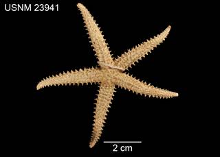 To NMNH Extant Collection (Asterias enopla USNM 23841 - dorsal)
