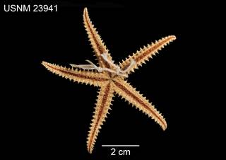 To NMNH Extant Collection (Asterias enopla USNM 23841 - ventral)
