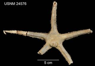 To NMNH Extant Collection (Archaster grandis USNM 24576 - dorsal)