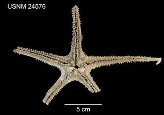 To NMNH Extant Collection (Archaster grandis USNM 24576 - ventral)