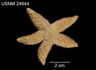 To NMNH Extant Collection (Asterias austera USNM 24644 - dorsal)