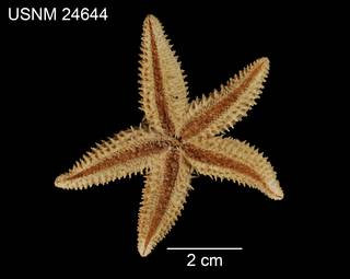 To NMNH Extant Collection (Asterias austera USNM 24644 - ventral)