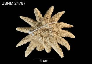To NMNH Extant Collection (Crossaster helianthus USNM 24787 - dorsal)
