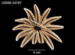 To NMNH Extant Collection (Crossaster helianthus USNM 24787 - ventral)