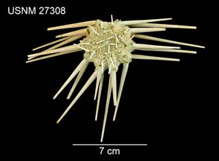 To NMNH Extant Collection (Dorocidaris calacantha USNM 27308 - dorsal)