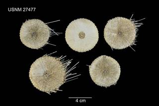To NMNH Extant Collection (Chaetodiadema pallidum USNM 27477 - ventral)