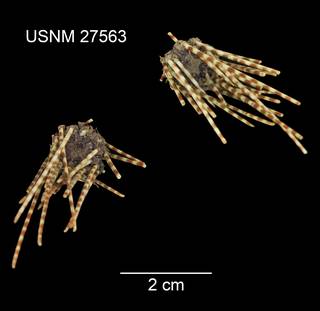 To NMNH Extant Collection (Salenia cincta USNM 27563 - dorsal)