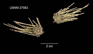 To NMNH Extant Collection (Salenia cincta USNM 27563 - ventral)