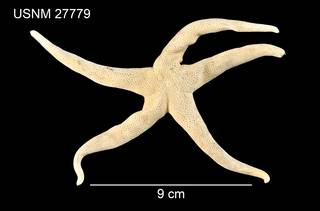 To NMNH Extant Collection (Henricia leviuscula multispina USNM 27779 - dorsal)