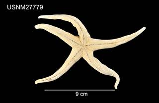 To NMNH Extant Collection (Henricia leviuscula multispina USNM 27779 - ventral)