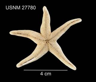 To NMNH Extant Collection (Henricia leviuscula dyscrita USNM 27780 - ventral)