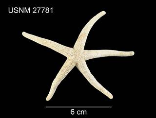 To NMNH Extant Collection (Henricia leviuscula annectens USNM 27781 - dorsal)