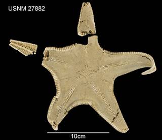 To NMNH Extant Collection (Pseudarchaster dissonus USNM 27882 - dorsal)