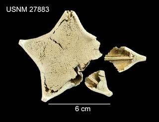 To NMNH Extant Collection (Ceramaster clarki USNM 27883 - dorsal)