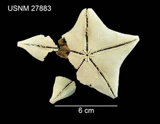 To NMNH Extant Collection (Ceramaster clarki USNM 27883 - ventral)