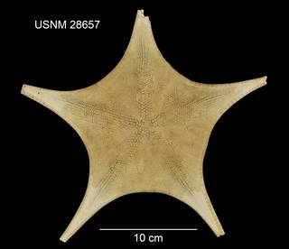 To NMNH Extant Collection (Pontioceramus grandis USNM 28657 - dorsal)