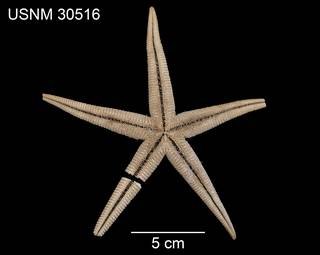 To NMNH Extant Collection (Ctenophoraster diploctenius USNM 30516 - ventral)