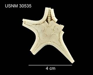 To NMNH Extant Collection (Aphroditaster microceramus USNM 30535 - dorsal)