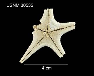 To NMNH Extant Collection (Aphroditaster microceramus USNM 30535 - ventral)
