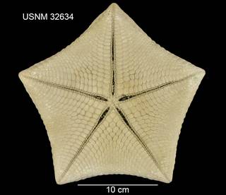 To NMNH Extant Collection (Halityle regularis USNM 32634 - ventral)