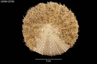 To NMNH Extant Collection (Strongylocentrotus echinoides USNM 32760 - Dorsal)