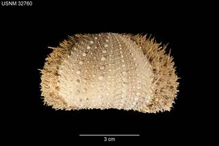 To NMNH Extant Collection (Strongylocentrotus echinoides USNM 32760 - Lateral)