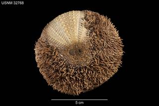 To NMNH Extant Collection (Strongylocentrotus polyacanthus USNM 32768 - Dorsal)