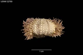 To NMNH Extant Collection (Strongylocentrotus pulchellus USNM 32769 - Lateral)