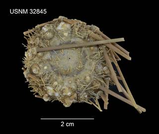 To NMNH Extant Collection (Caenopedina hawaiiensis USNM 32845 - dorsal)