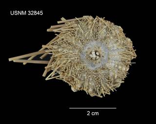 To NMNH Extant Collection (Caenopedina hawaiiensis USNM 32845 - ventral)