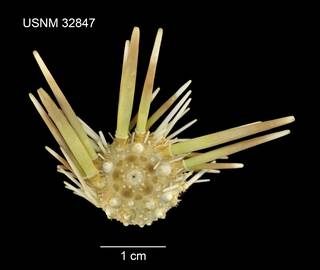 To NMNH Extant Collection (Hemipedina pulchella USNM 32847 - dorsal)