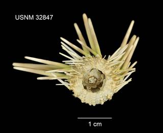 To NMNH Extant Collection (Hemipedina pulchella USNM 32847 - ventral)