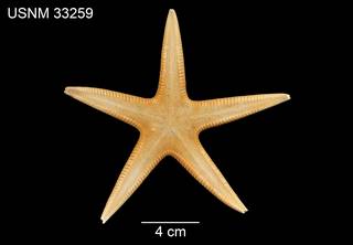 To NMNH Extant Collection (Archaster florae USNM 33259 - dorsal)
