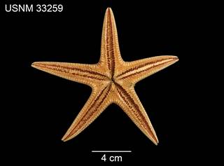To NMNH Extant Collection (Archaster florae USNM 33259 - ventral)