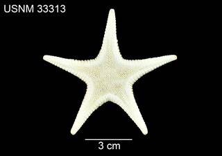 To NMNH Extant Collection (Odontaster hispidus USNM 33313 - dorsal)