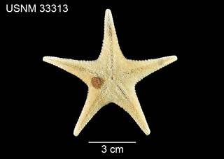 To NMNH Extant Collection (Odontaster hispidus USNM 33313 - ventral)