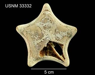 To NMNH Extant Collection (Tosia arctica USNM 33332 - dorsal)