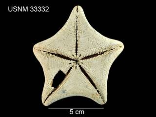 To NMNH Extant Collection (Tosia arctica USNM 33332 - ventral)