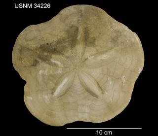 To NMNH Extant Collection (Clypeaster europacificus USNM 34226 - dorsal)