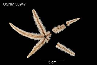 To NMNH Extant Collection (Luidia porteri USNM 36947 - ventral)