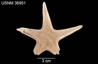 To NMNH Extant Collection (Sideriaster canaliculata USNM 36951 - dorsal)