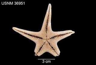 To NMNH Extant Collection (Sideriaster canaliculata USNM 36951 - ventral)